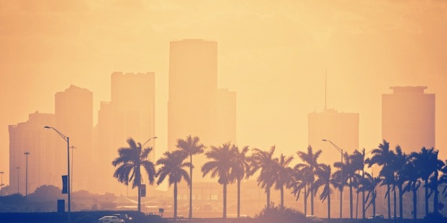 palm trees and skyline in miami