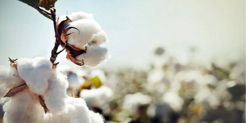 Welspun Egyptian Pima Cotton Class Action Lawsuit