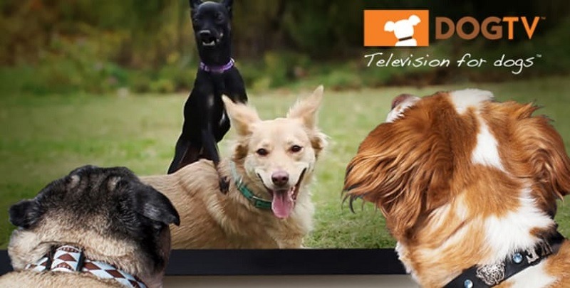 DOGTV