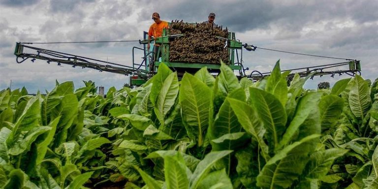 burley-tobacco-growers-class-action-lawsuit-laptrinhx-news